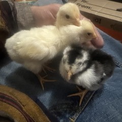 12 Hatching Eggs Giant Chicks Hybrid – Indio Gigante Dual Purpose Egg Layers