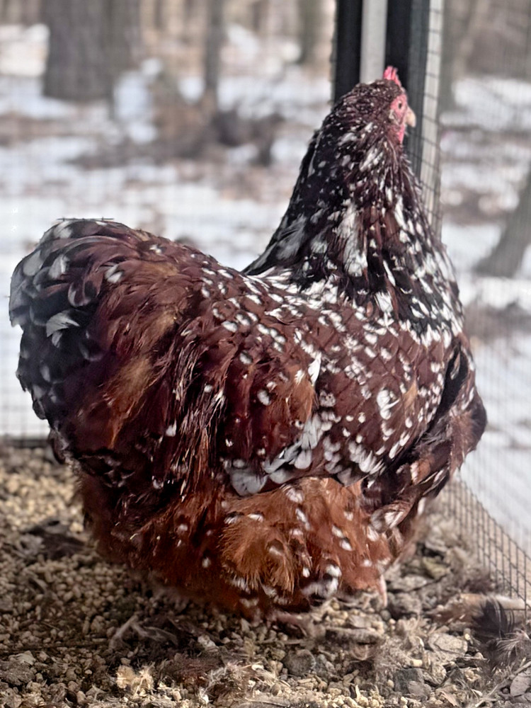 12++English Jubilee/Porcelain Orpington Hatching Eggs NPIP + AI Clean Flock