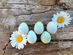 10 *TRUE BLUE* CELADON QUAIL Hatching Eggs COLORFUL MIX
