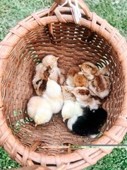 Bantam Cochin SMOOTH & FRIZZLE included 6 of each NPIP (12+ total) MIXED ORDER