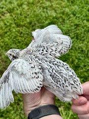 15+ RARE Pearl Fee Quail Hatching Eggs NPIP AI Free