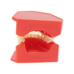 Teeth Typodont Dental Model – Eruption Development, Deciduous Teeth, Dental Educ