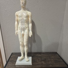 Male Acupuncture Model 20″ with Base Support Arm Chinese + English Points NIB