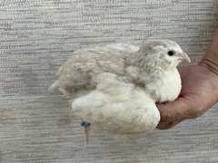 24+++ Fertile Jumbo Multi Color Coturnix Quail Hatching Eggs