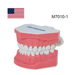 US 1:1 Typodont Teeth Model M7010-1 for Brushing Flossing Practice Teaching