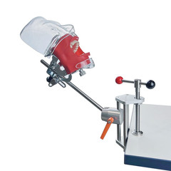 Simple Head Model Dental Simulator Phantom Manikin with Teeth for Dentist Teach