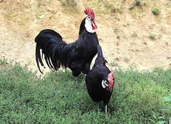 12 LF White Face Black Spanish Eggs Imported from Spain