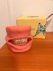 dental typodont teeth model