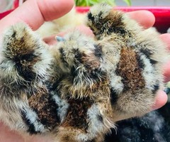 6 Silkie Calico Splash/Calico Paint Project Pen Hatching Eggs NPIP/AI