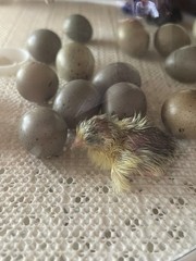 12 Exotic Rare Button Quail Hatching Eggs Colors extras included
