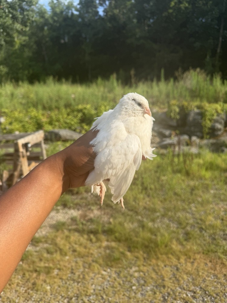 Texas A&M Jumbo White Quail Hatching Eggs