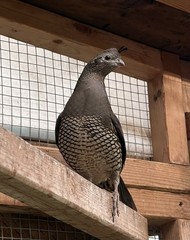 Californian Quail Fertile Hatching Eggs, 6+1 Eggs, Quail Laying Now