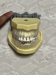 KM-C-210 Articulated Periodontal Soft Clear Gingival Typodont Model