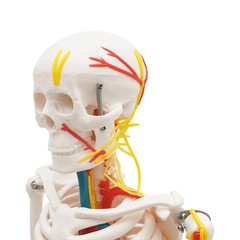 Anatomical Skeleton Model 33.46″, Detachable with Blood Vessels & Base