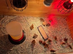 20+ Celadon Blue Quail Mix Jumbo Only Hatching Eggs, NPIP & PT Tested