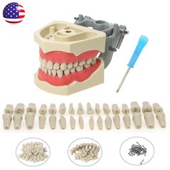 US Columbia Dentoform 860 Type Dental Typodont Model 32pcs Removable Teeth
