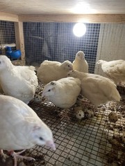 25++ Fertile Jumbo Wild White Coturnix Quail Hatching Eggs