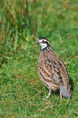 50+ Northern Bobwhite Quail Fertile Hatching Eggs! NPIP Cert – FREE SHIPPING