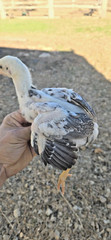 12+ Extremely Rare BLUE Real Indio Gigante Hatching Eggs RRA (((GUARANTEE)))