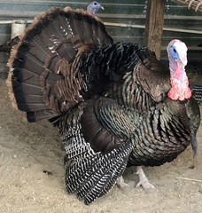 Osceola Hybrid Turkey Hatching Eggs (One Dozen)