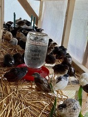 24 Fertile Button Quail Hatching Eggs – Variety of Colors – Shipped in Foam