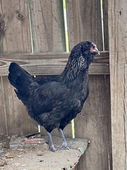 12 BYM Chicken Hatching Eggs Ameraucana Orpington Wyandotte Maran Cochin Brahma