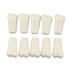 Ivorine Teeth For Typodont 860 – 5 or 10 PACK Compatible with Columbia 860 Brand
