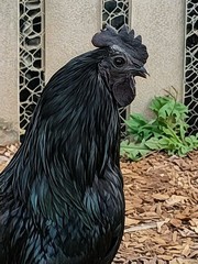 12 Fibro Easter Eggers