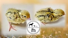 18 – Jumbo Pearl Fee – Coturnix Quail Hatching Eggs – Rare Color