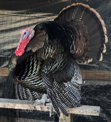 Osceola Hybrid Turkey Hatching Eggs (One Dozen)