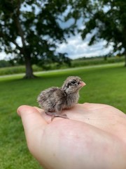 24 Grey Barred Bobwhite Quail Fertile Hatching Eggs
