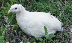 23+ Fertile Hatching Eggs Quail Coturnix Jumbo White Texas A&M Meat & Egg Birds