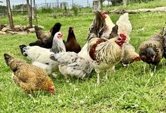 12+ Rainbow Chicken Hatching Assortment Ameraucana, Faverolles, Marans, EE / OE