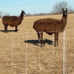 Premier 1 ElectroStop Portable Electric Fence 42″H x 164’L White Sheep Goats