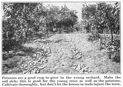 IH International More and Better Potatoes to the Acre Brochure