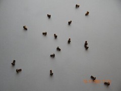 BRASS ROUND HEAD SLOTTED MACHINE SCREWS. 5/40 x 1/4″ , 20 PCS. NEW-NOS