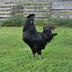 10 PUREBRED: 2 Ayam Cemani, 2 Silver/gold Laced &6 more breed eggs.