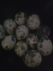 12 Quail Fertilized Eggs Ready to Eat, Use For Hatching Colored Shell