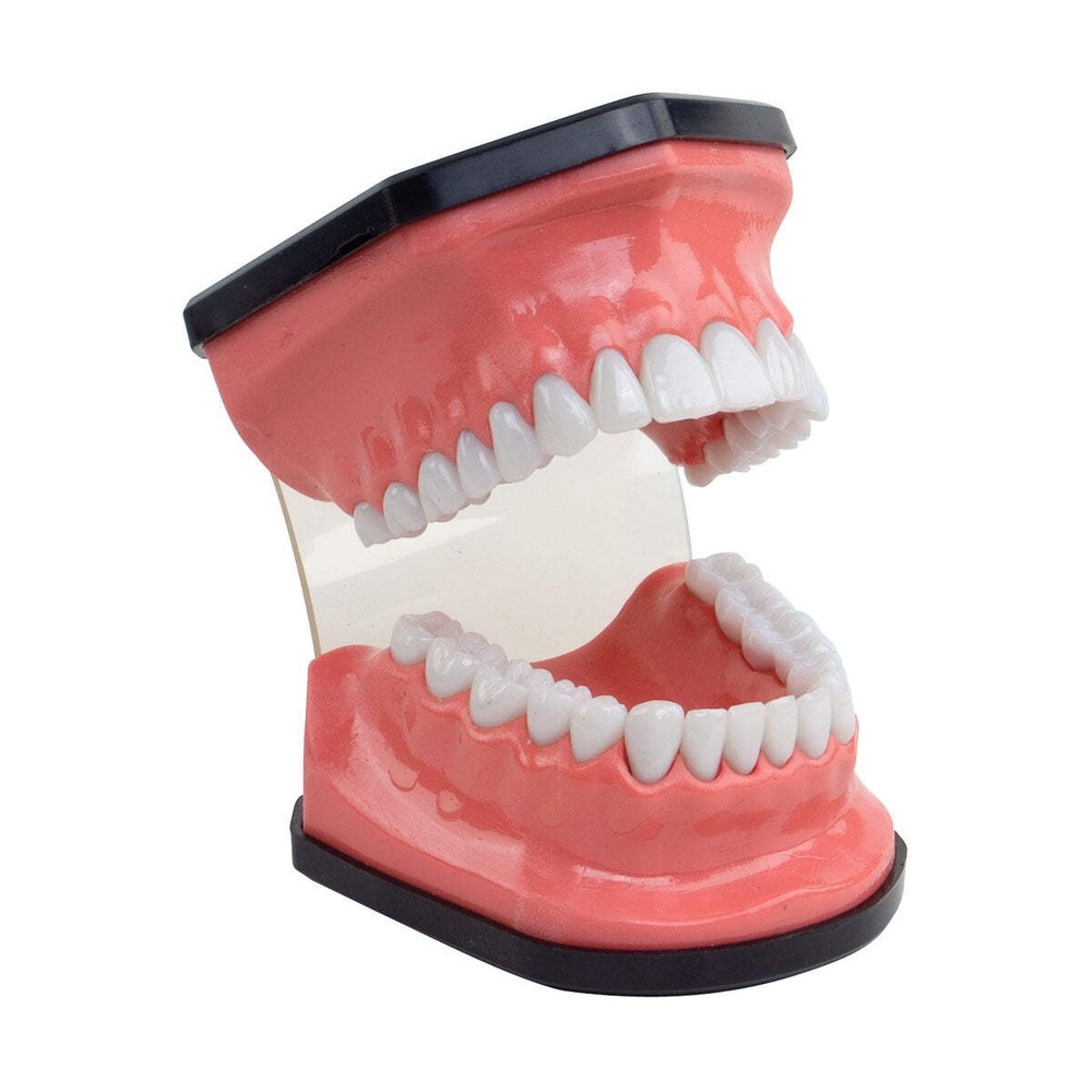 Hygiene Mouth Model