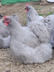 8+ English Lavender Orpington Hatching Eggs