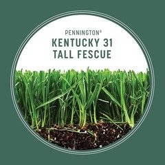 Pennington Kentucky 31 Tall Fescue Penkoted Grass Seed 3 lb 3 LB, Green