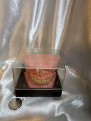 Nissin G.O.F.A. Typodont Natural Study Model D-2501 for Dentistry Lab