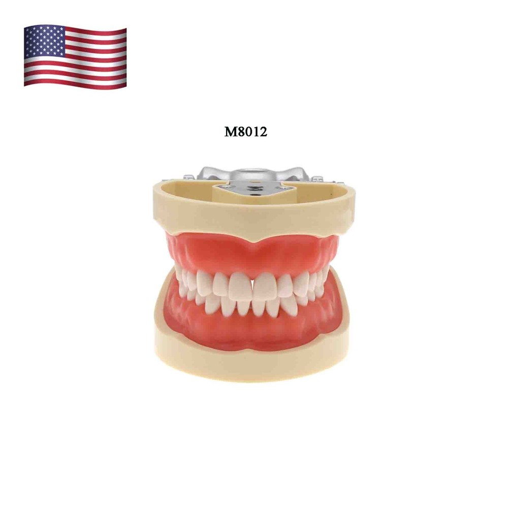Kilgore Nissin 200 Type Dental Mounting Pole Typodont Model 32pc Removable Teeth