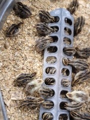 12 Fertile Coturnix Quail Hatching Eggs