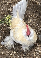 6 + PORCELAIN D’UCCLE BANTAM Fresh Hatching Eggs. Laying Now.