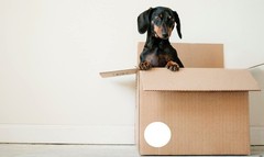 Royal Green Round 2″ inch White Sticker 50mm Color Coding dots – Permanent Ad…