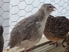 54 Eggs,Live Quail Chicks Mixed Colors – Quail Poultry Type, Live Bird,