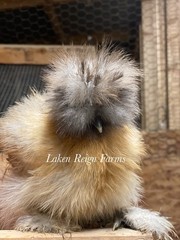 6 Silkie Calico Splash/Calico Paint Project Pen Hatching Eggs NPIP/AI