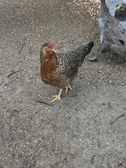 12+6 Fresh Fertile Hatching Eggs, Blue, Green, Mint, Olive, BYM +Cemani +