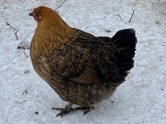 12 Fresh and Fertilized Barnyard Mix Rainbow Assortment Chicken Hatching Eggs!